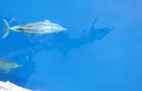 05 dolphins racing with Poseidon